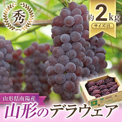 【令和6年産先行予約】 JA デラウェア 約2kg (2L 秀) 《令和6年7月下旬～8月下旬発送》 山形県 南陽市 921