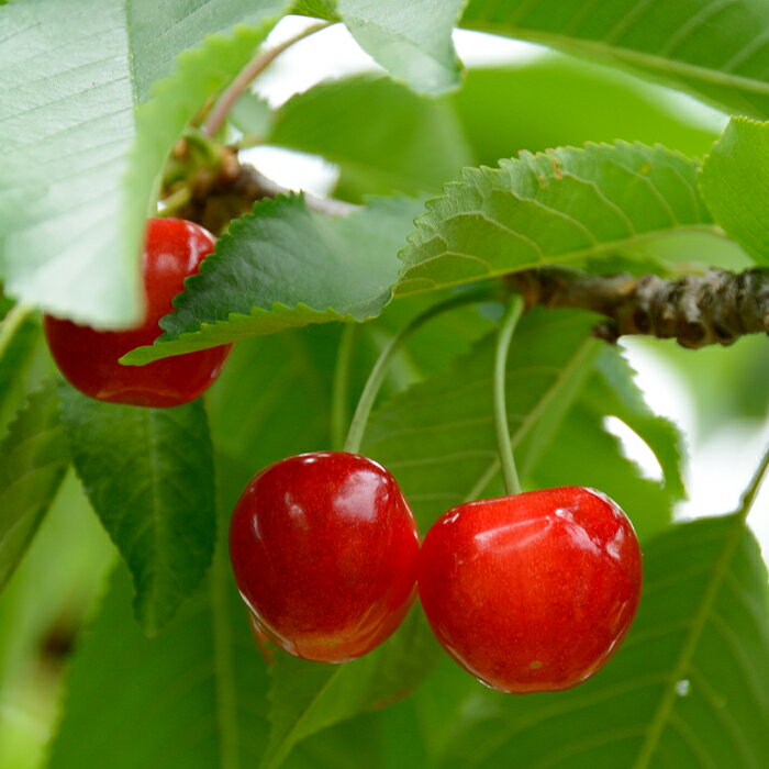 【ふるさと納税】 【令和6年産先行予約】 さくらんぼ 「紅秀峰」 約1kg (秀 2L以上) バラ詰め 《令和6年6月下旬～発送》 『生産者おまかせ』 サクランボ 果物 フルーツ 産地直送 生産農家直送 山形県 南陽市 [985]