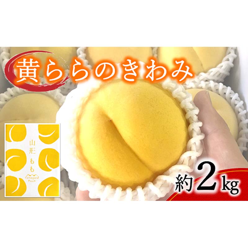 【令和6年産先行予約】 黄桃 「黄ららのきわみ」 約2kg (6～9玉)《令和6年9月中旬～発送》 『南陽中央青果市場』 桃 もも 山形県 南陽市 [1044]