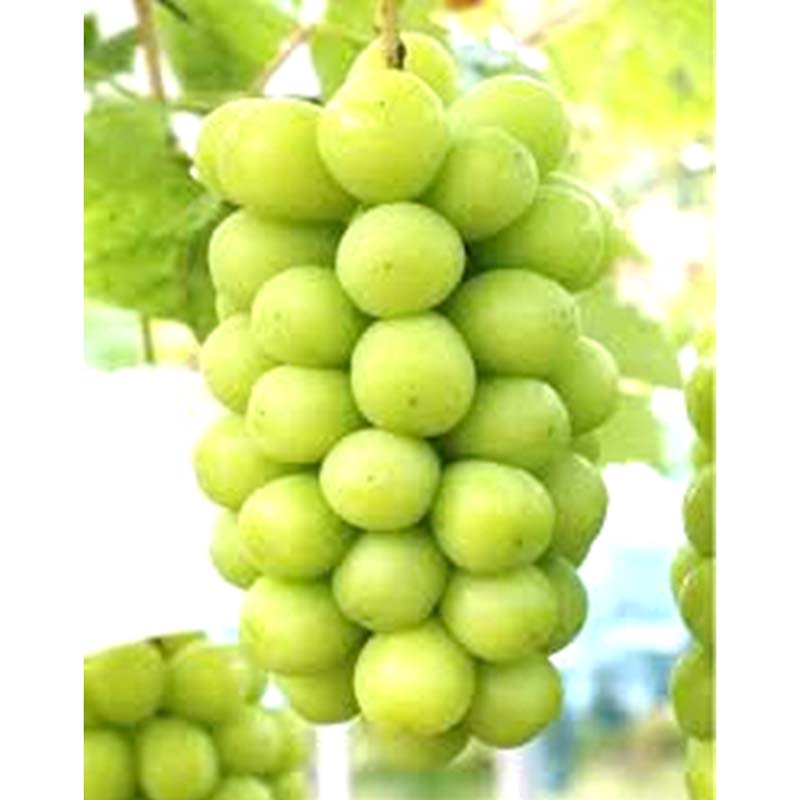 【ふるさと納税】 【令和8年産先行予約】 シャインマスカット 約2kg (2房以上) 《令和8年9月頃～発送》 『南陽中央青果市場』 マスカット ぶどう 果物 フルーツ デザート 山形県 南陽市 [1205]