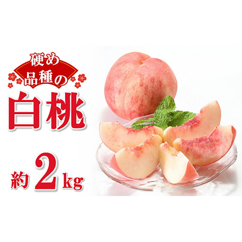 【ふるさと納税】 【令和6年産先行予約】 硬めの白桃 約2kg (5～10玉 秀品) 《令和6年8月下旬～10月上旬発送》 『フードシステムズ』 山形県 南陽市 [1383]