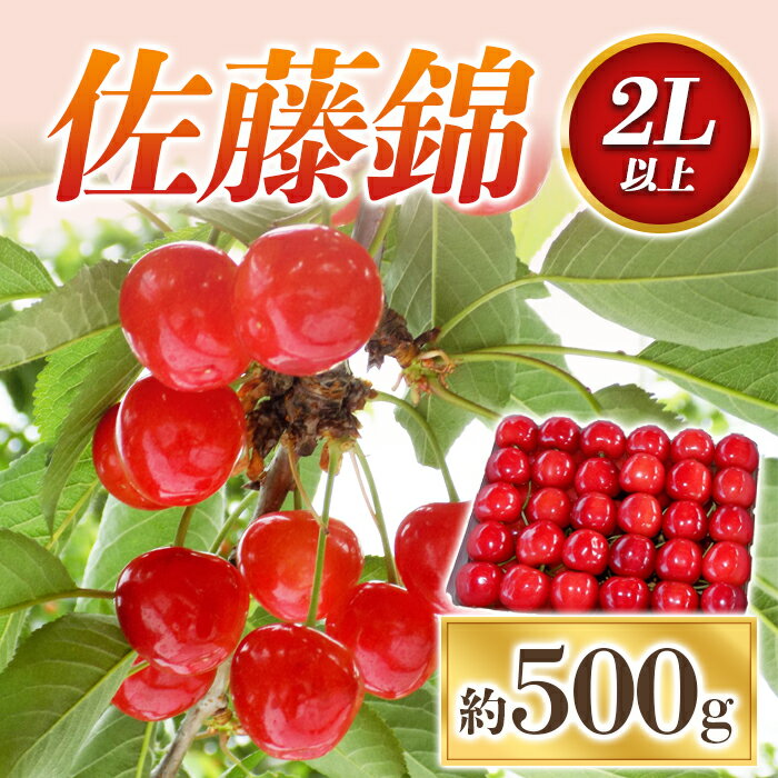 【令和6年産先行予約】 さくらんぼ ｢佐藤錦｣ 約500g (秀 2L以上) パック詰め 《令和6年6月中旬～発送》 『田口農園』 サクランボ 果物 フルーツ 産地直送 生産農家直送 山形県 南陽市 1398