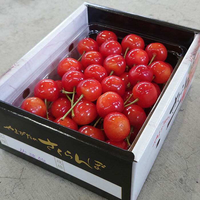 【ふるさと納税】 【令和8年産先行予約】 さくらんぼ 「紅秀峰」 約500g (特秀 2L) 《令和8年6月下旬～発送》 『マルエ青果』 先行予約 サクランボ 果物 フルーツ 山形県 南陽市 [1406]