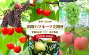 6位! 口コミ数「0件」評価「0」 【令和6年産先行予約】 《定期便6回》 果樹王国山形 南陽のフルーツ定期便 『マルエ青果』 山形県 南陽市 [1105-R6]