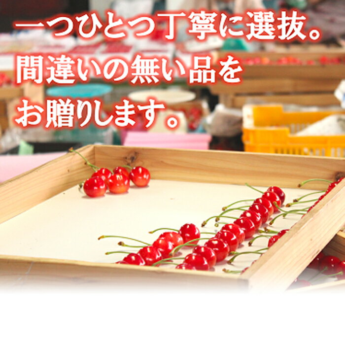 【ふるさと納税】 【令和6年産先行予約】 温室さくらんぼ 「佐藤錦」 約500g (特秀 2～3L) 化粧箱入り 《令和6年5月下旬～発送》 『松田観光果樹園』 さくらんぼ サクランボ 生産農家直送 温室栽培 果物 フルーツ デザート 先行予約 予約 山形県 南陽市 [617]