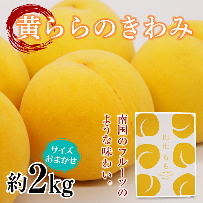 【令和6年産先行予約】 黄桃 「黄ららのきわみ」 サイズお任せ約2kg (6～12玉) 《令和6年9月中旬～発送》 『南陽中央青果市場』 桃 もも 山形県 南陽市 [1453]