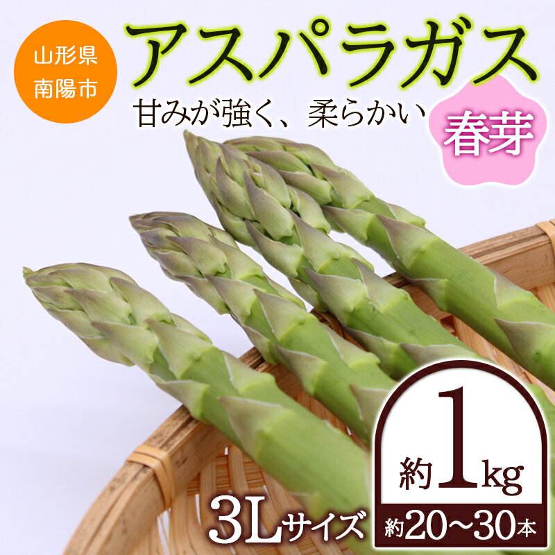 【ふるさと納税】【令和6年産先行予約】 アスパラガス (春芽) 約1kg (3Lサイズ 約20～30本前後) 『生産者 吉田 太一』 山形県 南陽市 1526