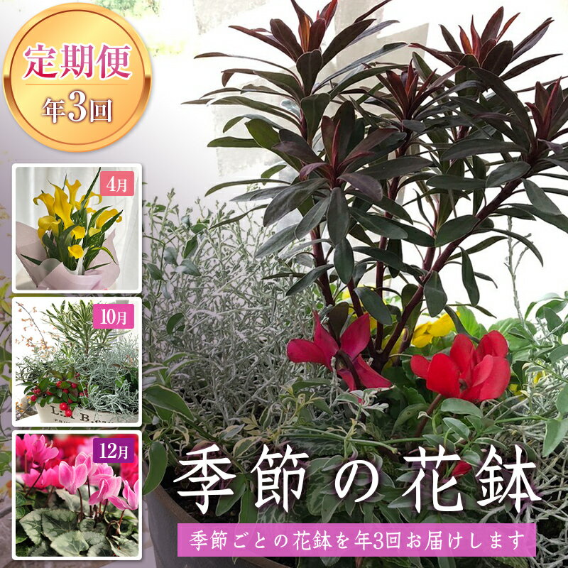 南陽市商工会女性部プロデュース 【癒しの宝箱 Cコース】 南陽産 季節の花鉢 定期便［全3回］ [1552]