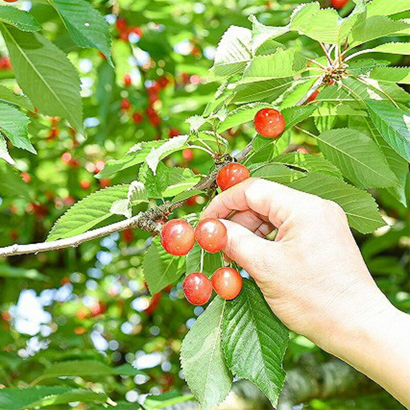 【ふるさと納税】 【令和6年産先行予約】 さくらんぼ 「紅秀峰」 800g (200g×4パック) 《令和6年6月下旬～7月中旬発送》 『フードシステムズ』 山形県 南陽市 [1696]