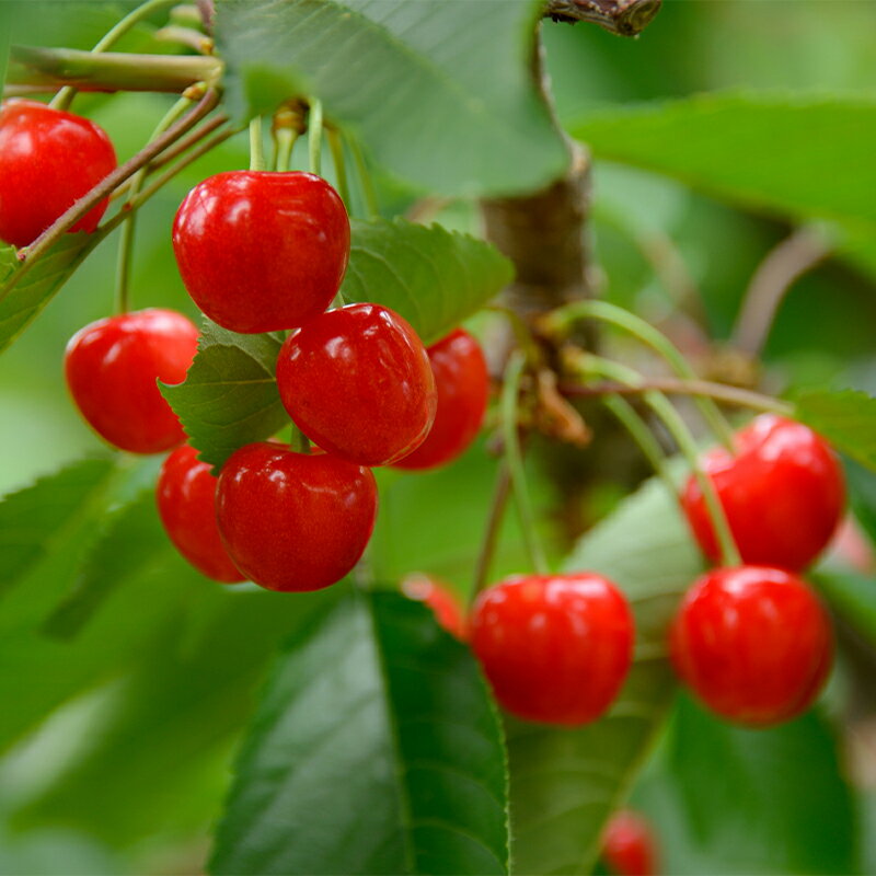 【ふるさと納税】 【令和8年産先行予約】 《定期便3回》 食べきりサイズの くだもの定期便 『南陽中央青果市場』 さくらんぼ シャインマスカット ラ・フランス 果物 フルーツ 山形県 南陽市 [1745-R8]