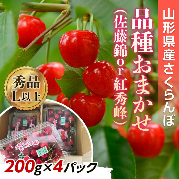 【令和6年産先行予約】 さくらんぼ 「佐藤錦または紅秀峰」 800g (200g×4パック 秀品 L以上) 《令和6年6月下旬～発送》 『南陽中央青果市場』 小分け サクランボ 果物 フルーツ 市場直送 山形県 南陽市 [1476]