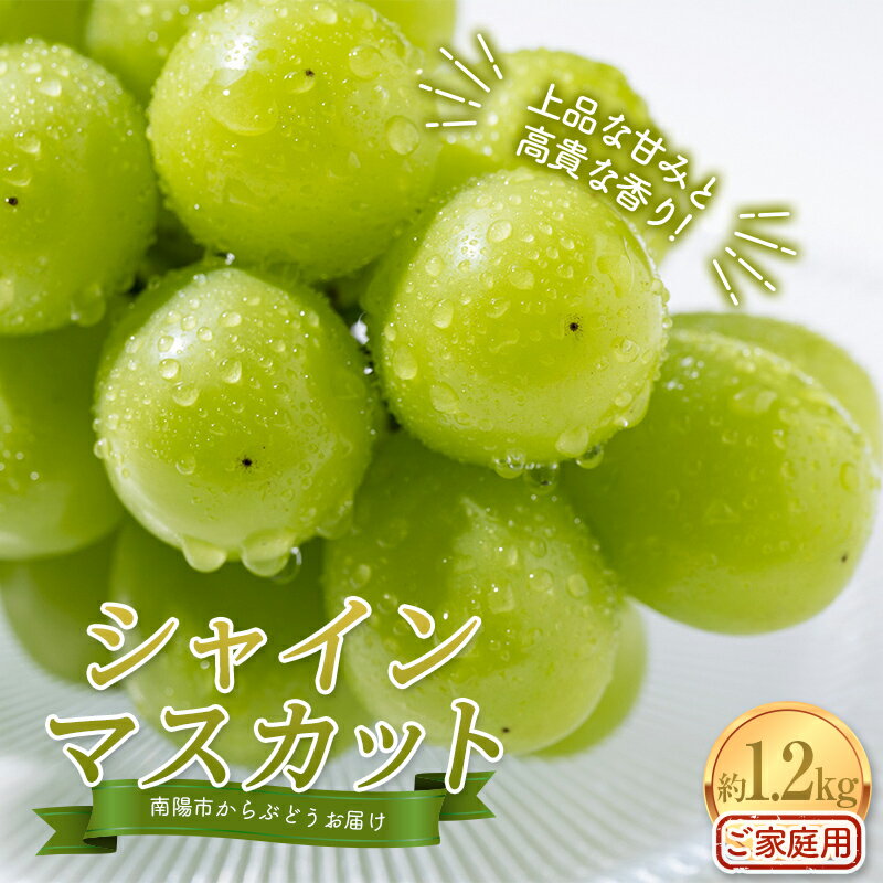 【ふるさと納税】 【令和7年産先行予約】〈家庭用〉 シャインマスカット 約1.2kg (2～3房) 《令和7年10月上旬～発送》 『紺野農園』 山形県 南陽市 [1914]