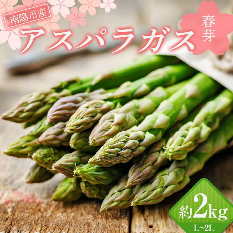 【令和6年産先行予約】 アスパラガス (春芽) 約2kg (L～2Lサイズ 約50～90本前後) 《令和6年5月～発送》 『生産者 紺野 幸陽』 山形県 南陽市 [1952]