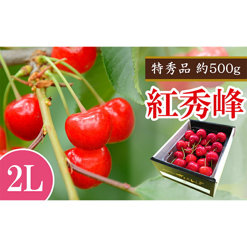 [令和6年産先行予約] さくらんぼ 「紅秀峰」 約500g (特秀 2L) [令和6年6月下旬〜発送] 『マルエ青果』 先行予約 サクランボ 果物 フルーツ 山形県 南陽市 [1406]