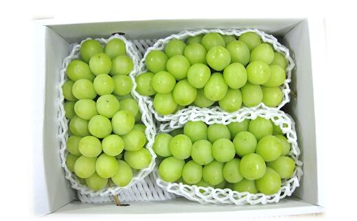 【ふるさと納税】 【令和7年産先行予約】 JA シャインマスカット 約1.5kg (2～3房 秀) 《令和7年9月下旬～発送》 『JA山形おきたま』 山形県 南陽市 [2054]