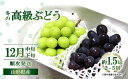 【ふるさと納税】 【令和6年産先行予約】 JA 冬の高級ぶど