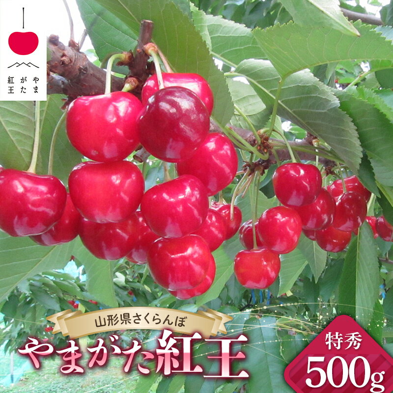 【ふるさと納税】 JA さくらんぼ 「やまがた紅王」 約500g （約500g×1パック 特秀 3L以上） バラ詰め 《令和6年6月下旬～発送》 『JA山形おきたま』 山形県 南陽市 [2141]