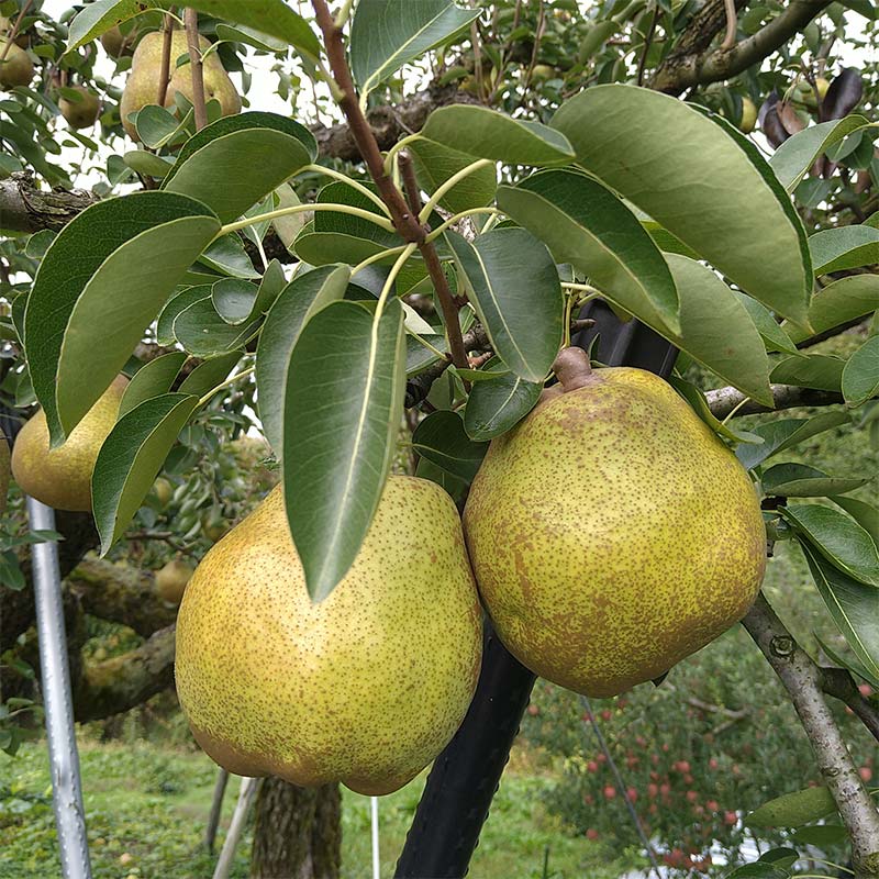 【ふるさと納税】【令和7年産先行予約】 ラ・フランス & 完熟ふじりんご 詰合せ 約3kg (2L～3L) 《令和7年11月中旬～発送》 【全国りんご選手権 銀賞】 『船中農園』 山形県 南陽市 [2177]