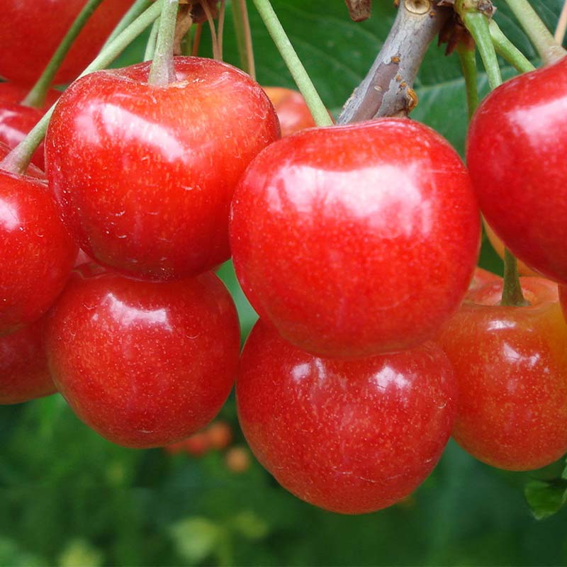 【ふるさと納税】 【令和8年産先行予約】 《定期便3回》 夏の果実祭り 『フードシステムズ』 さくらんぼ デラウェア 桃 果物 フルーツ 山形県 南陽市 [2260-R8]