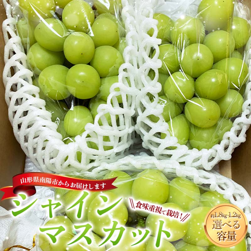 [令和8年産先行予約] シャインマスカット [選べる容量 1.2kg前後(2房入り)/1.8kg前後 (3〜4房入り) ][令和8年9月下旬〜発送] 『きらめきぶどう園』 マスカット ぶどう 果物 フルーツ デザート 山形南陽産 山形県 南陽市 [858-R8]