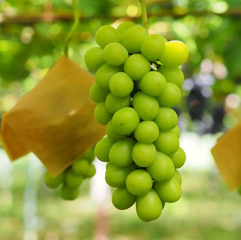 【ふるさと納税】 【令和8年産先行予約】 シャインマスカット 2房 ＋ ピオーネ 1房 《令和8年9月中旬～発送》 『漆山果樹園』 マスカット 葡萄 ぶどう ブドウ 果物 フルーツ デザート 山形県 南陽市 [812-R8]