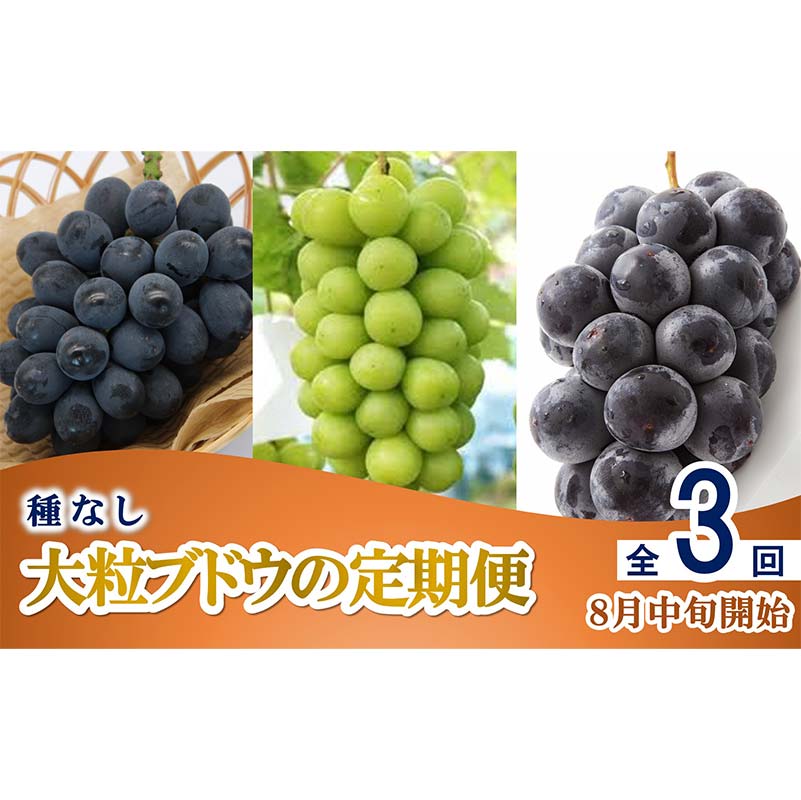 【ふるさと納税】 【令和8年産先行予約】 《定期便3回》 種無し大粒ブドウ 定期便 《令和8年8月中旬～発送》 『南陽中央青果市場』 葡萄 ぶどう ブドウ 高尾 シャインマスカット ピオーネ 果物 フルーツ デザート 山形県 南陽市 [2586]