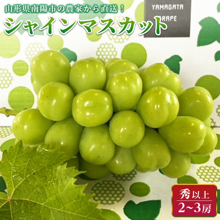 【令和6年産先行予約】 シャインマスカット 約1.5kg (2～3房 秀) 《令和6年9月中旬～発送》 『生産者おまかせ』 マスカット ぶどう 種なし 果物 フルーツ デザート 山形県 南陽市 [859]