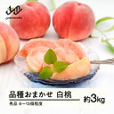 【ふるさと納税】《先行予約》もも 桃 品種おまかせ 白桃 秀品 約3kg (6~13個程度) 配送時期選べる 山形県産 送料無料 nf-mohtx3