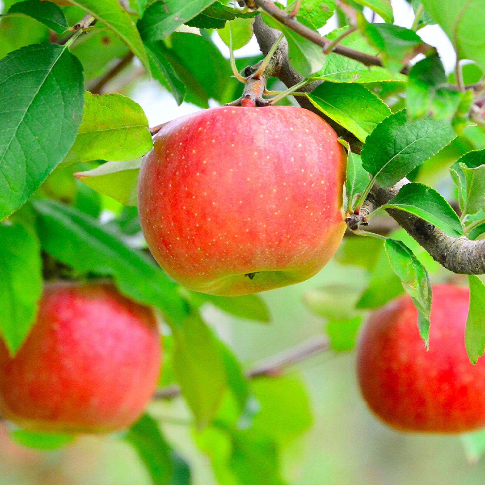 【ふるさと納税】りんご サンふじ 約3kg 秀品 リンゴ 林檎 令和7年産 2025年産 果物 山形県産 送料無料 mm-risfs3