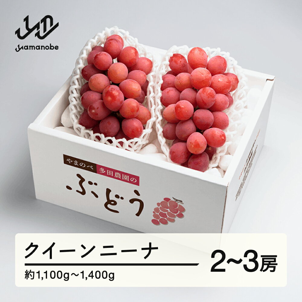 【ふるさと納税】 《先行予約》2026年 山形県産 クイーンニーナ 2～3房入り やまのべ多田農園のぶどう 送料無料 F21A-001