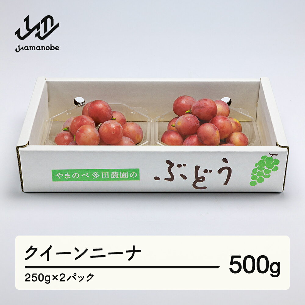 [先行予約]2026年 山形県産 クイーンニーナ ダイヤパック 250g×2パック やまのべ多田農園のぶどう 送料無料 tn-buqnd2