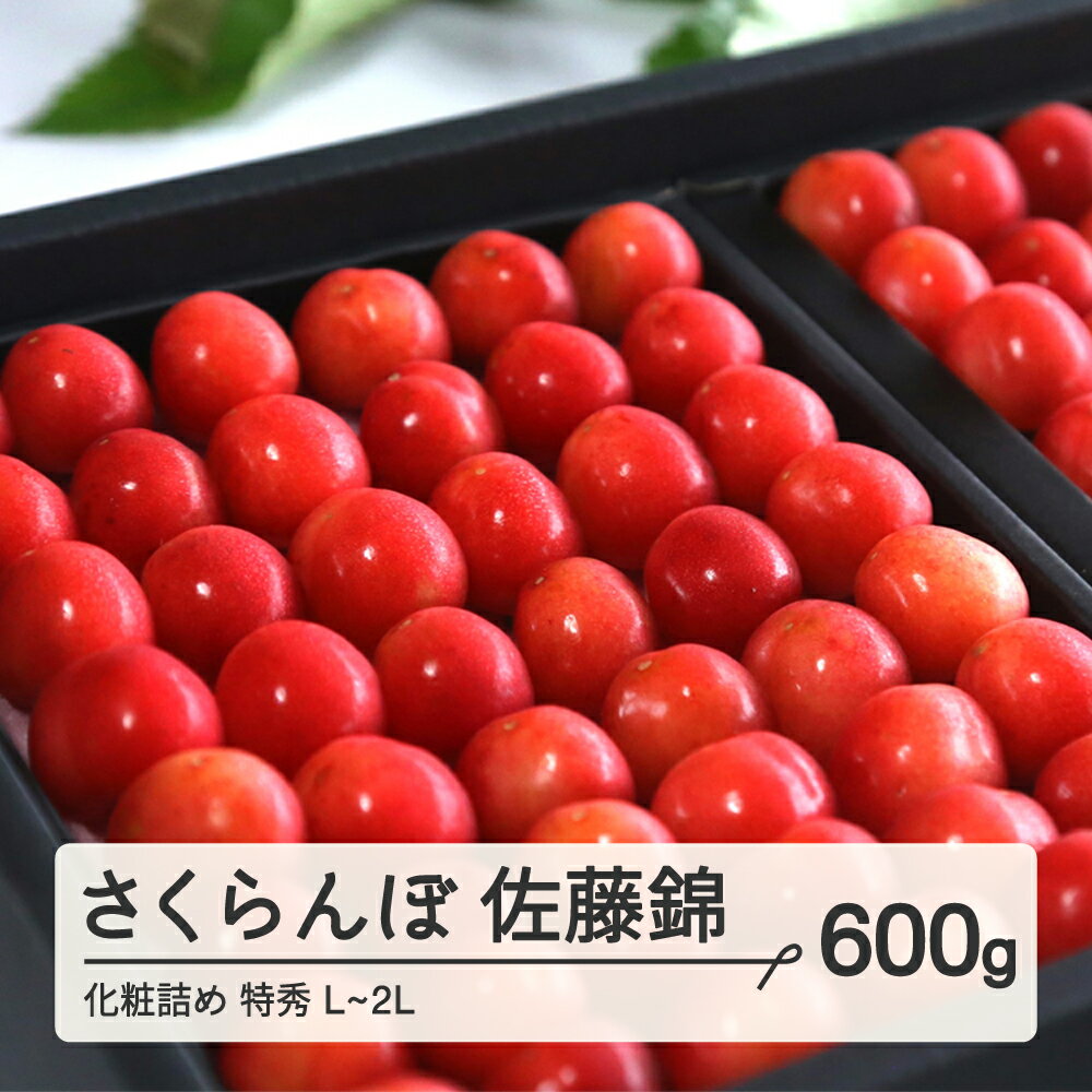 ≪先行予約≫ 贈答用 2024年 山形県産 さくらんぼ 佐藤錦 化粧詰め 600g 特秀 L〜2L 2024年6月中旬頃から順次発送 サクランボ フルーツ くだもの 果物 F21A-434