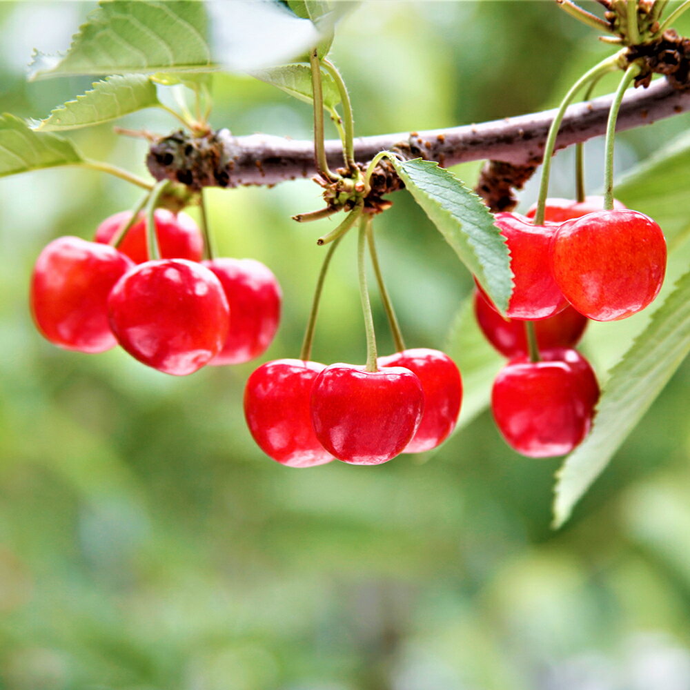 【ふるさと納税】《先行予約》2024年山形県産 さくらんぼ 紅秀峰 バラ詰1kg 特秀 2L以上 F20A-925