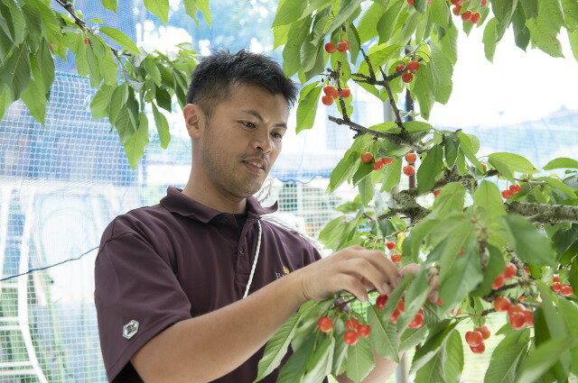 【ふるさと納税】 《先行予約》2024年 山形県産 さくらんぼ 紅秀峰 バラ詰 350g 秀 L～2L サクランボ F21A-479