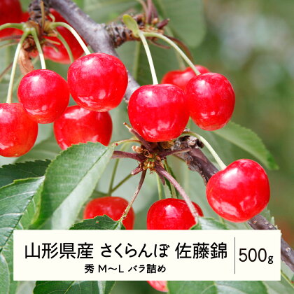 《先行予約》2024年 山形県産 さくらんぼ 佐藤錦 バラ詰 500g 秀 M～L F20A-896