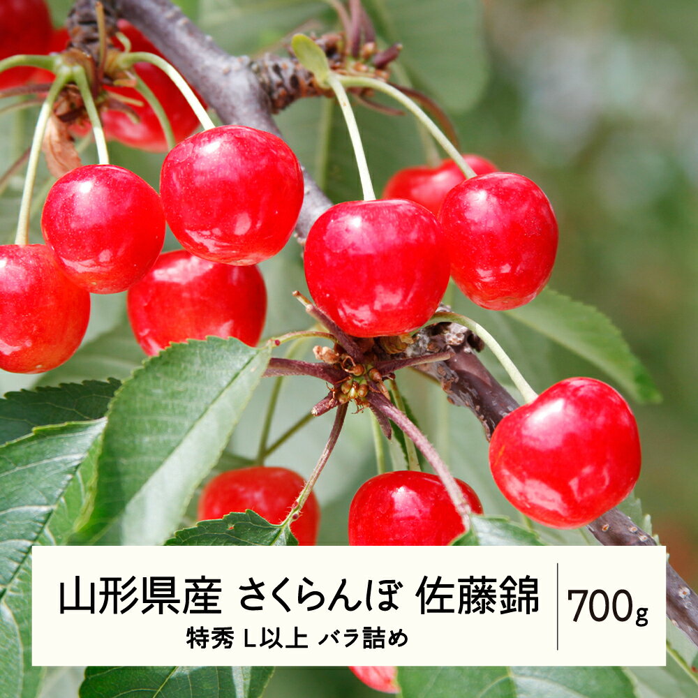 【ふるさと納税】 《先行予約》2024年 山形県産 さくらんぼ 佐藤錦 バラ詰 700g 特秀 L以上 F20A-919