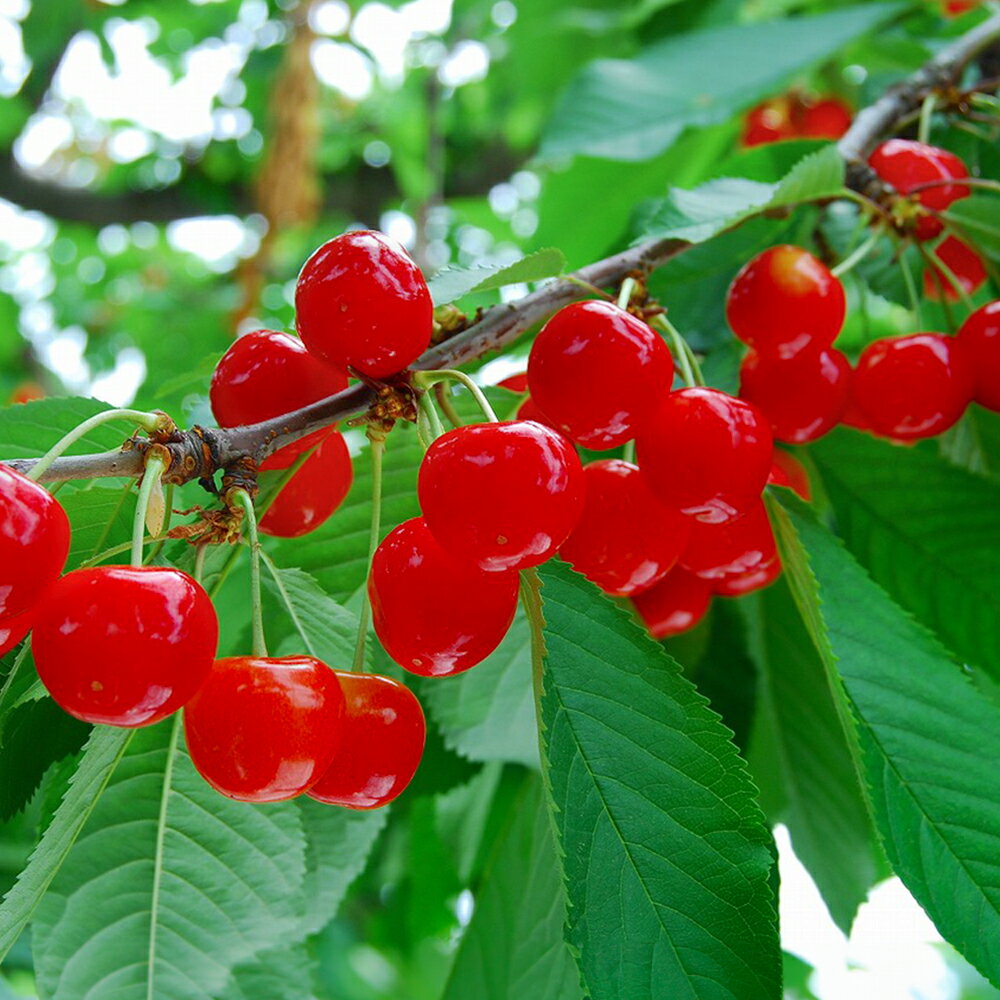 [先行予約] 山形県産 さくらんぼ 紅秀峰 バラパック詰 秀 L玉以上 1kg (500g×2) 2024年6月下旬から順次発送 果物 フルーツ nf-bsbpx500x2