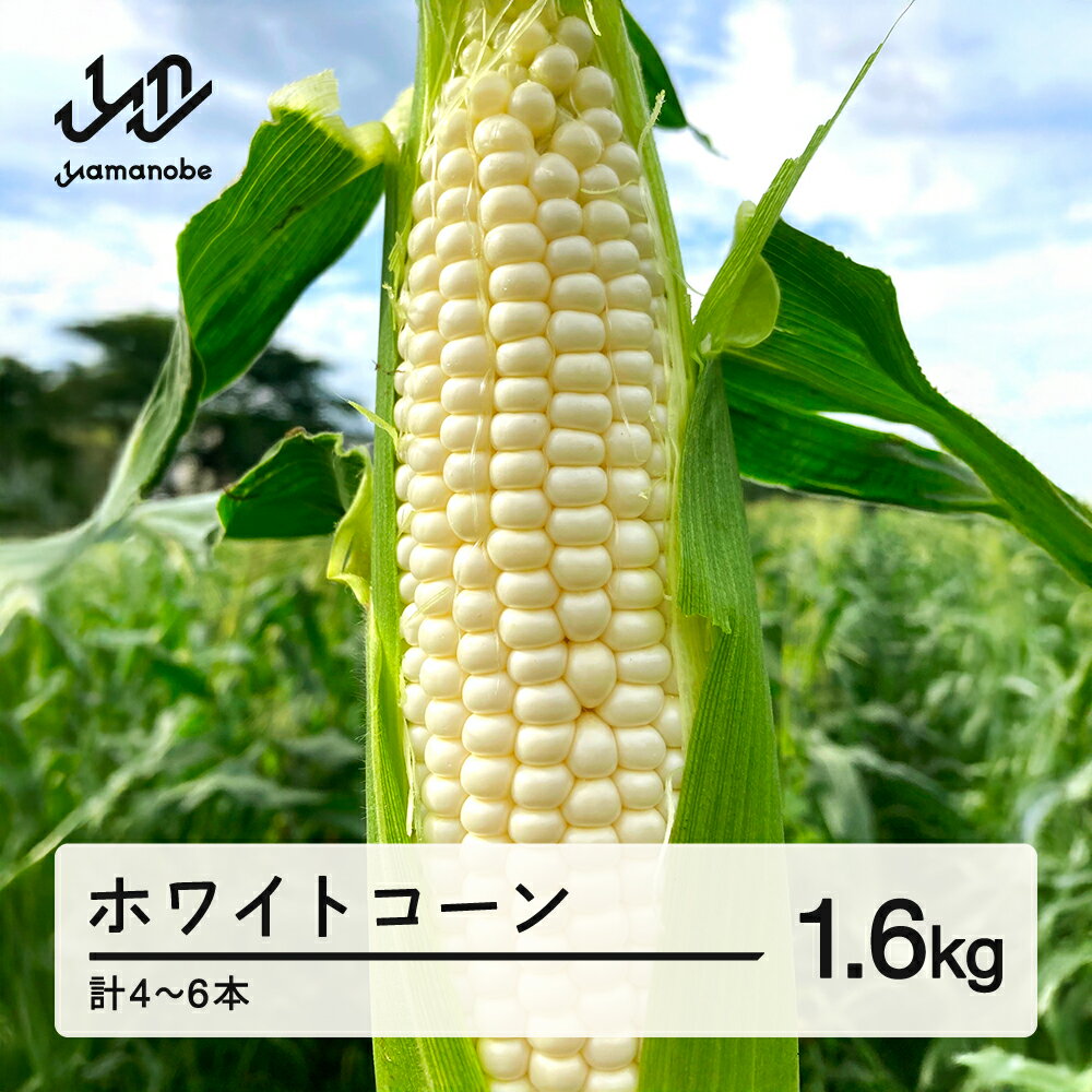 【ふるさと納税】 《先行予約》2026年 山形県産 ホワイトコーン ピュアホワイト 1.6kg(4-6本）生で味わ..