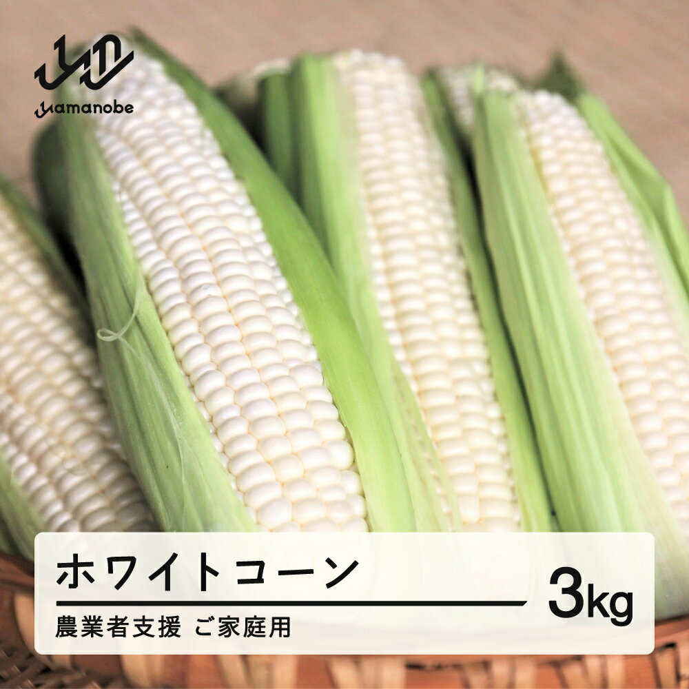 ≪先行予約≫ 農業者支援 ご家庭用 2025年 山形県産 ホワイトコーン 3kg 生で味わう 白とうもろこし トウモロコシ コーン 夏 野菜 やさい ※沖縄・離島への配送不可 送料無料 F21A-429