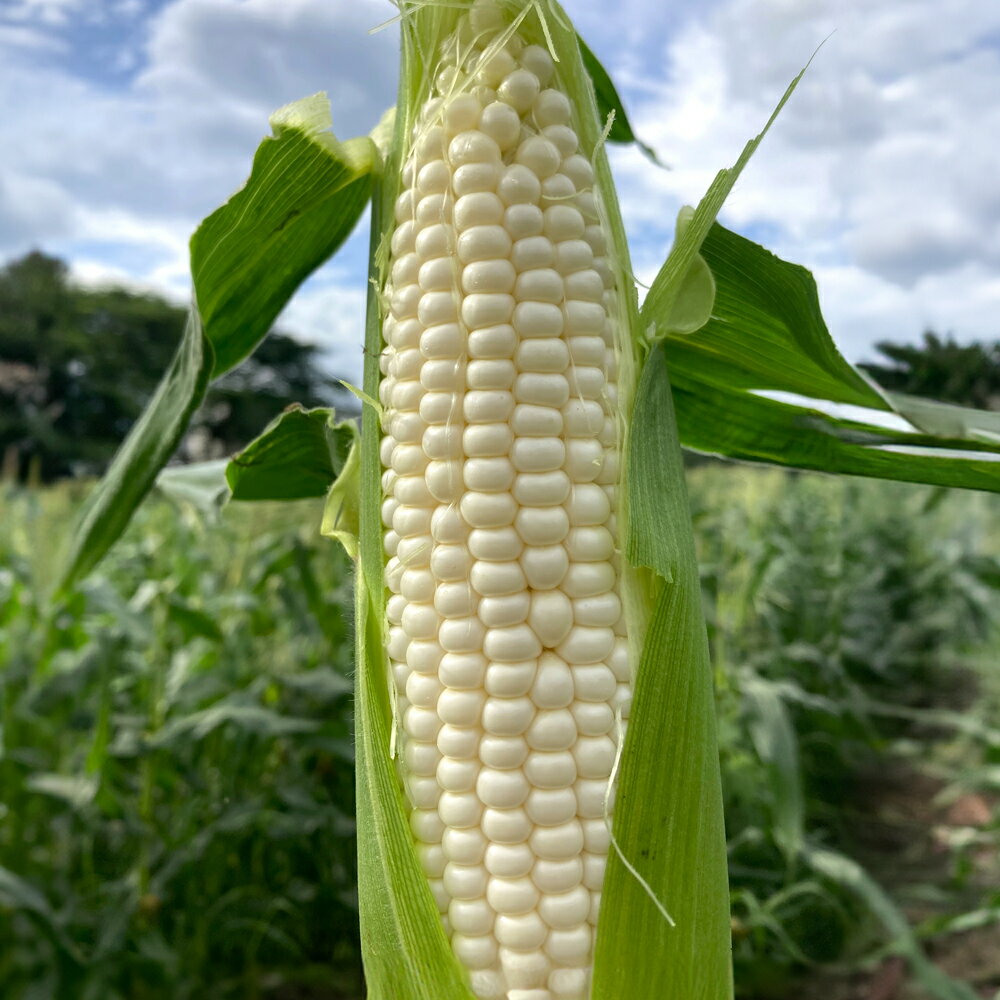 【ふるさと納税】 《先行予約》2024年 山形県産 ホワイトコーン 3kg(8～11本）2024年7月下旬から順次発送 生で味わう 白とうもろこし 甘い とうもろこし トウモロコシ コーン 夏 野菜 やさい F21A-244