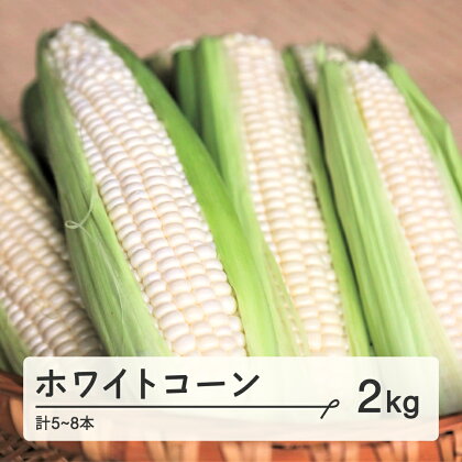 《先行予約》2024年 山形県産 ホワイトコーン 2kg(5～8本）2024年7月下旬から順次発送 生で味わう 白とうもろこし 甘い とうもろこし トウモロコシ コーン 夏 野菜 やさい F21A-243