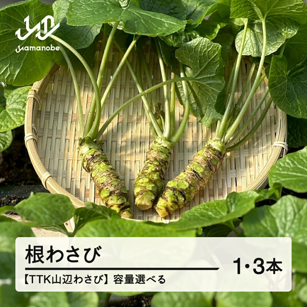 [TTK山辺わさび]根わさび 山形 山辺 送料無料 tk-nwxx ※沖縄・離島への配送不可