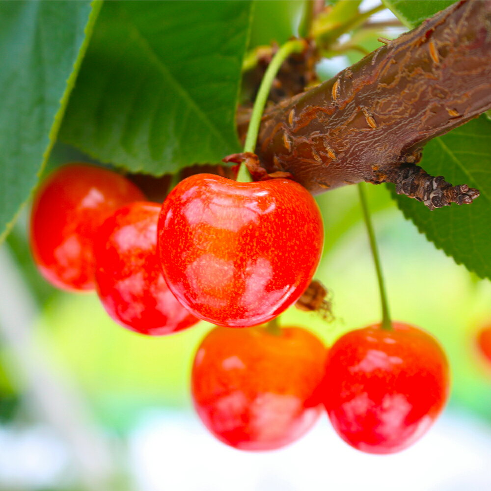 [先行予約]2024年 山形県産 さくらんぼ 紅秀峰 1kg(500g×2) バラ詰め(パック) 特秀 2L以上 2024年6月下旬から順次発送 F20A-528