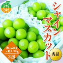 7位! 口コミ数「1件」評価「5」【2024年先行予約】山形県中山町産シャインマスカット 秀品 約1.2kg～約1.3kg(2房) 期間限定 数量限定 山形県産 フルーツ 高･･･ 