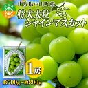 11位! 口コミ数「1件」評価「4」【2024年先行予約】山形県中山町産特大大粒シャインマスカット 約700g～約800g(1房) 期間限定 数量限定 山形県産 フルーツ 高級･･･ 