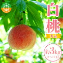 3位! 口コミ数「3件」評価「2」【2024年先行予約】山形県中山町産白桃 約3kg(6玉～12玉) 期間限定 数量限定 山形県産 フルーツ くだもの 果物 もも モモ F4･･･ 