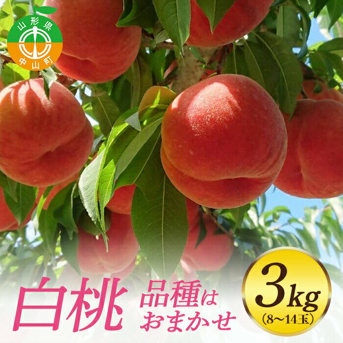 [先行予約・期間限定]山形県産 白桃 3kg(8〜14玉) [品種おまかせ]期間限定 数量限定 もも モモ フルーツ 果物 くだもの