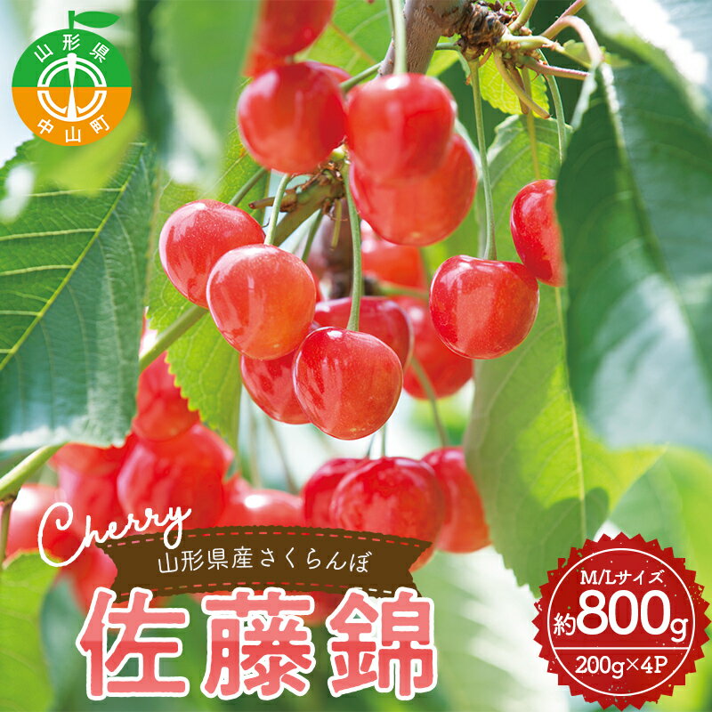 [令和6年産先行予約] 山形県産さくらんぼ[佐藤錦]秀品 約800g (200g×4パック) M/Lサイズ混合 サクランボ フルーツ 果物 くだもの