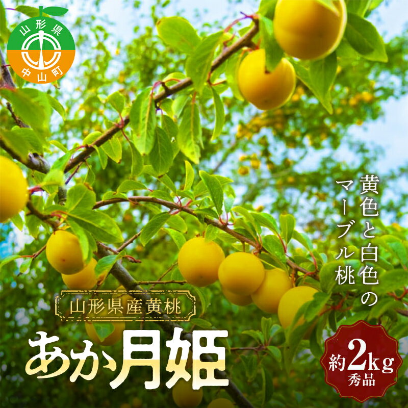[2025年先行予約]山形県産 黄桃[あか月姫] 約2kg 秀品 数量限定 [2025年8月発送開始] ジューシー もも モモ 濃厚 フルーツ 果物 くだもの 季節限定
