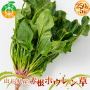  山形県 中山町産 赤根ホウレン草 250g×5束 【青柳農園】 ほうれんそう 野菜 やさい F4A-0409